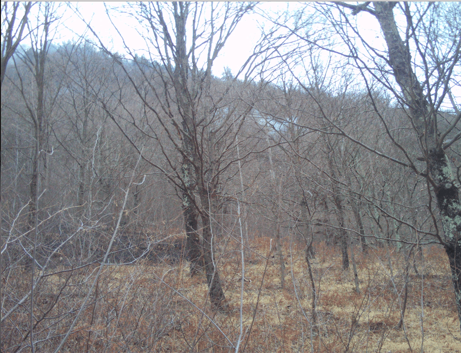 Wildfire Mesocco, Switzerland