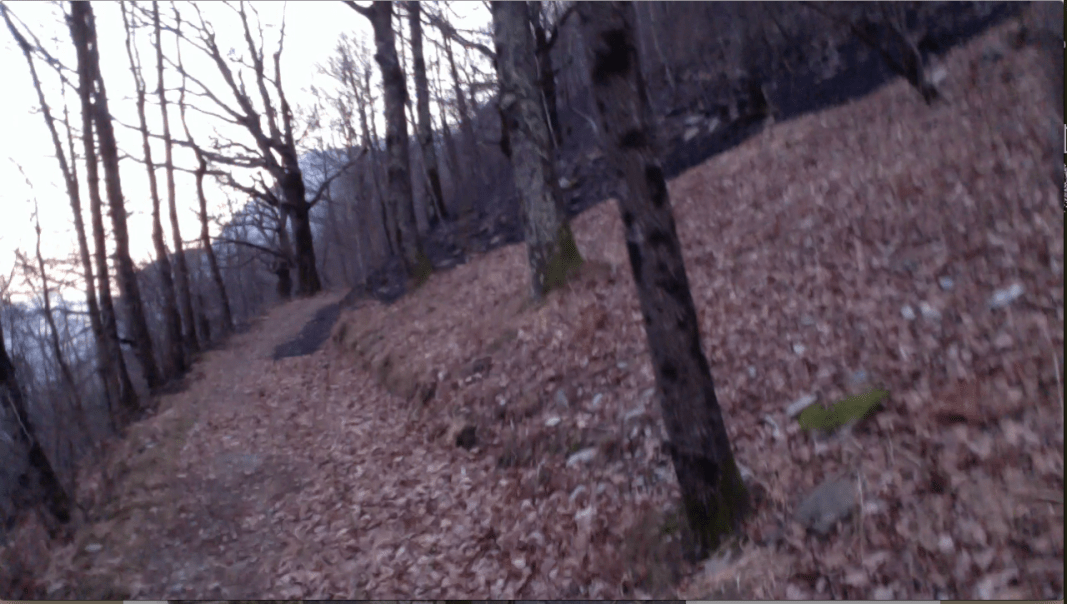 Forestfire Mesocco, blackened ground