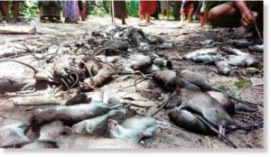Dead rats are piling up in Irrawaddy Division’s Ngapudaw Township as locals try to control infestations in a handful of villages