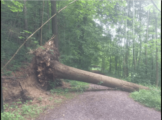 Grossteil der Schweizer Eschen wird in den nächsten Jahren absterben. – Majority of Swiss Ash-trees predicted to die within the next few&nbsp;years.