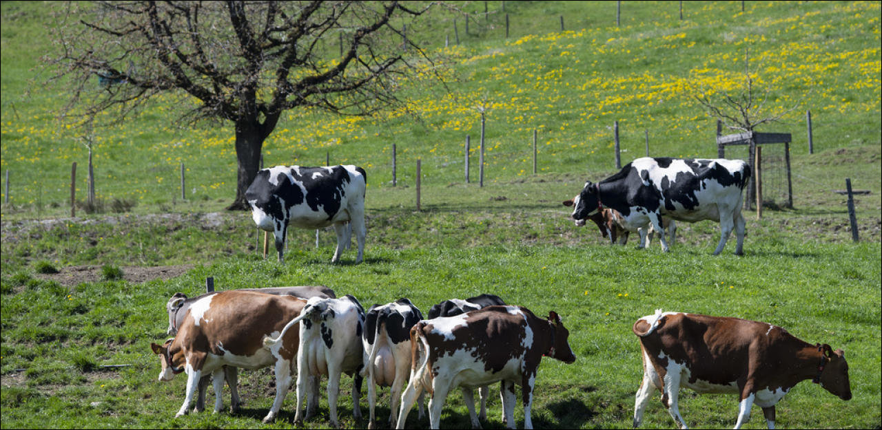 cows Switzrerland image- 20min.ch