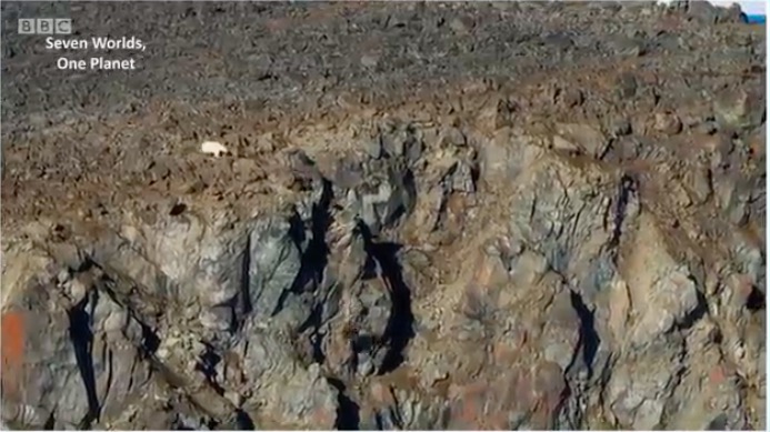 Walrus is the new Polar Bear. used for climate change&nbsp;propaganda